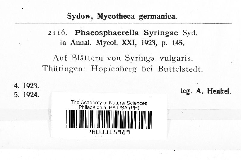 Phaeosphaerella syringae image