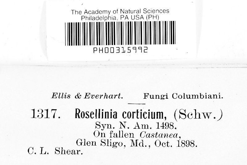 Rosellinia corticium image