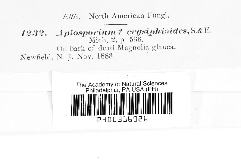 Apiosporium erysiphoides image