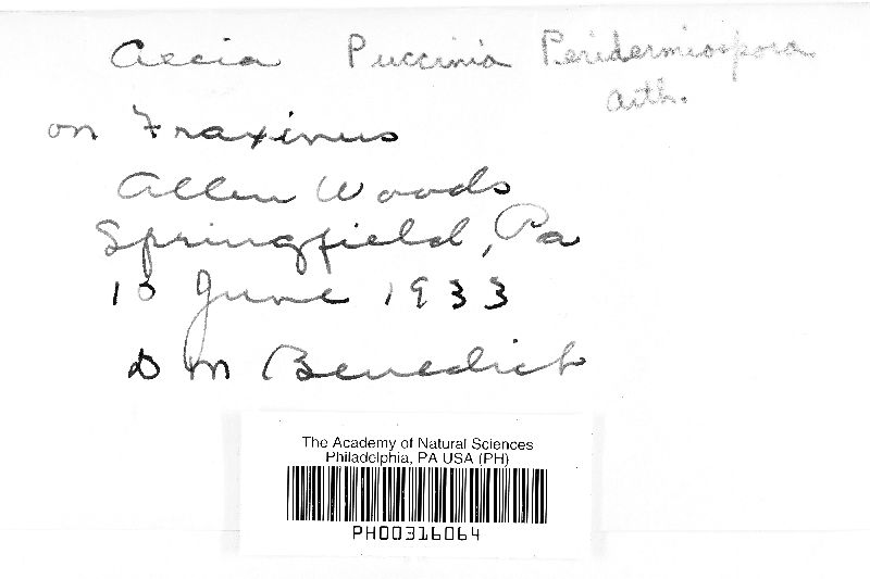 Puccinia peridermiospora image