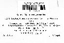 Leptosphaeria dumetorum image