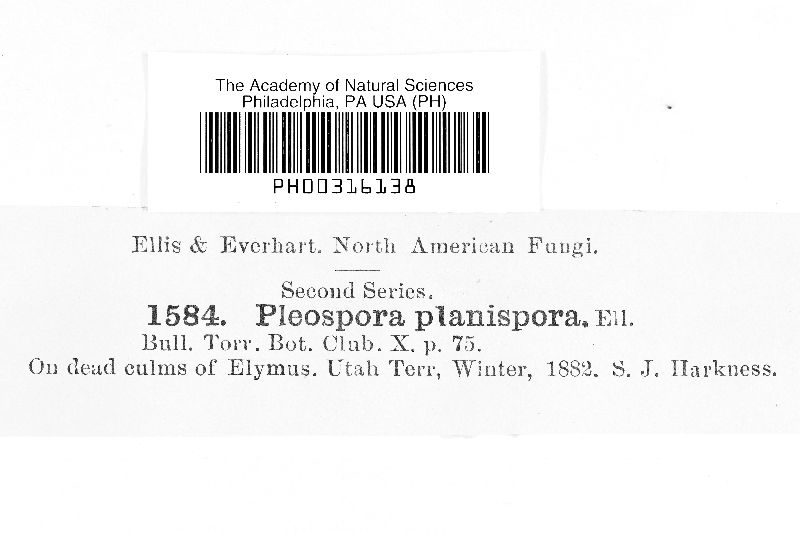 Pleospora planispora image
