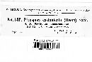 Phloeospora castanicola image