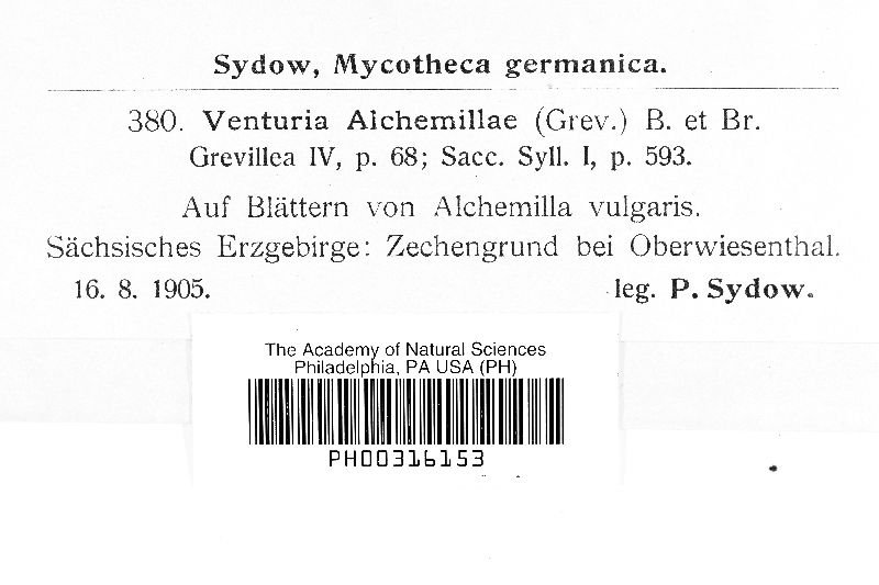 Coleroa alchemillae image