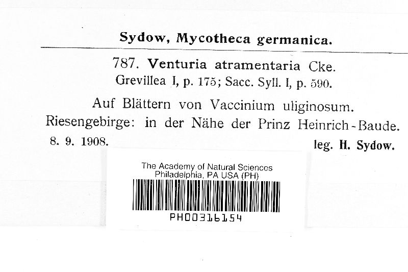 Gibbera conferta image
