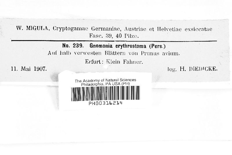 Apiognomonia erythrostoma image
