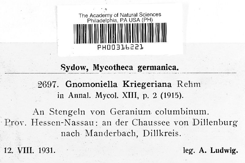 Gnomoniella kriegeriana image