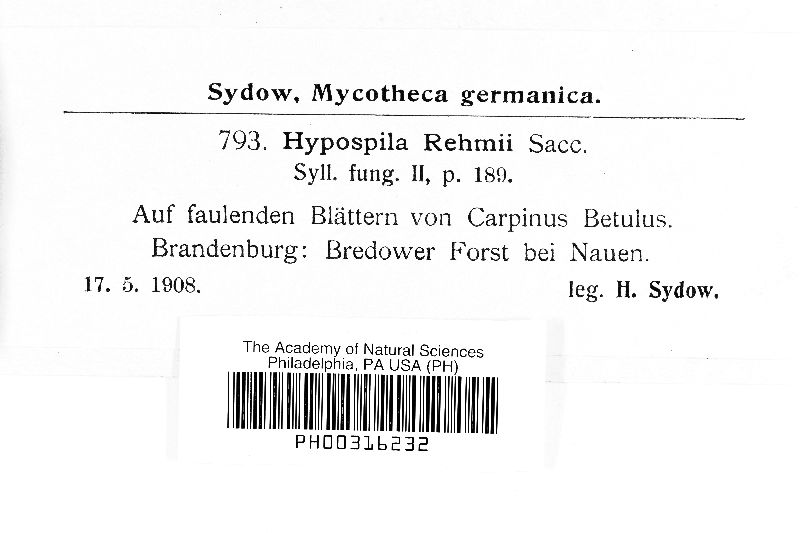 Hypospila rehmii image