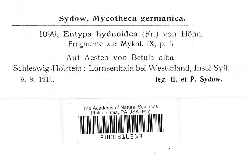 Eutypa hydnoidea image