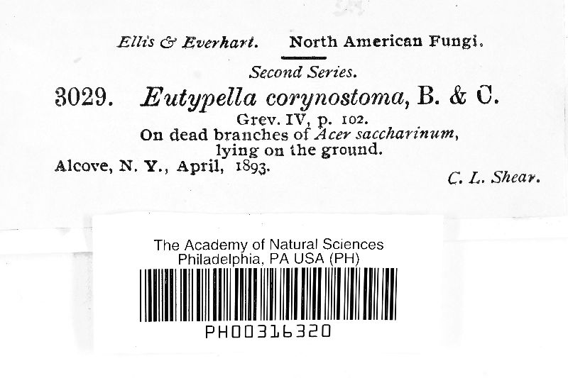 Eutypella corynostoma image