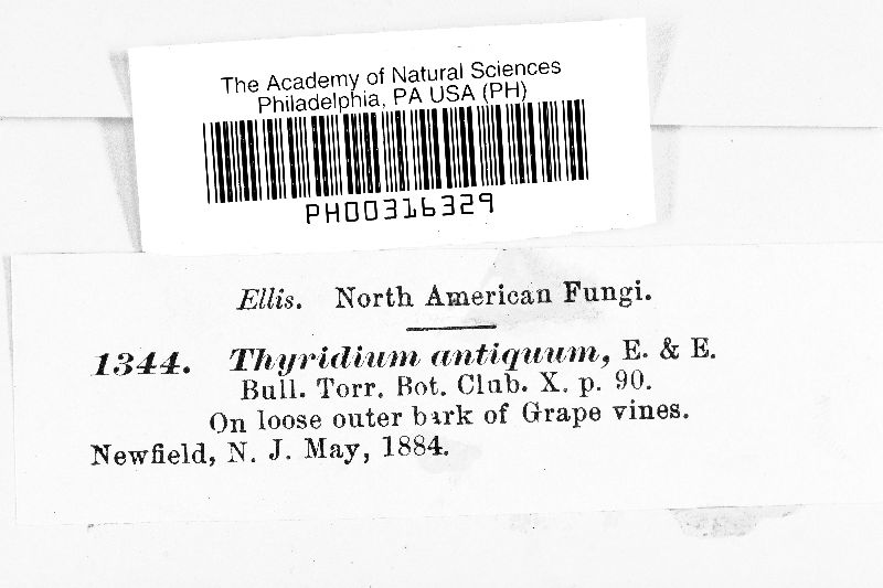 Thyridium antiquum image