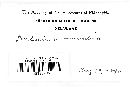 Daldinia concentrica image