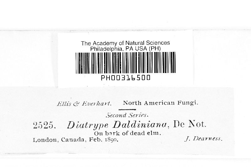 Diatrype daldiniana image