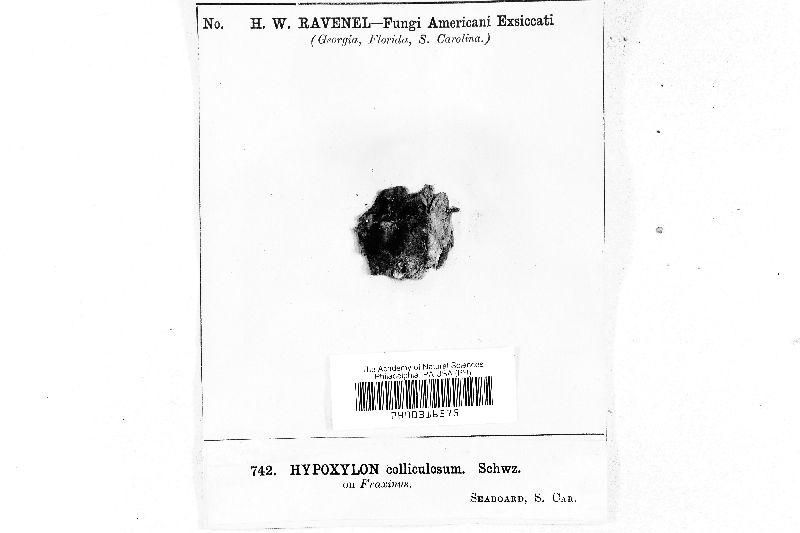 Hypoxylon colliculosum image