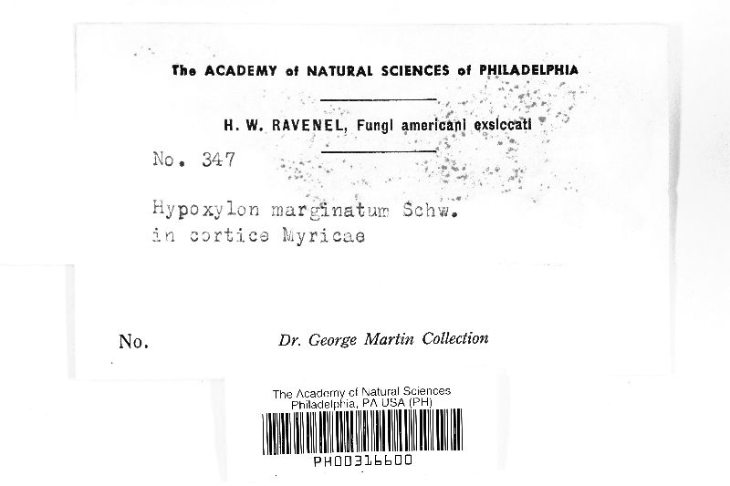 Biscogniauxia marginata image