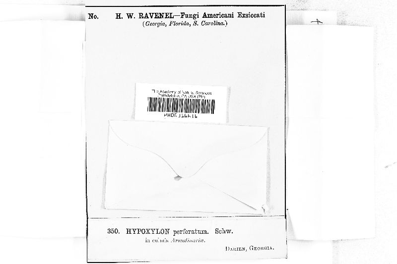 Hypoxylon perforatum image