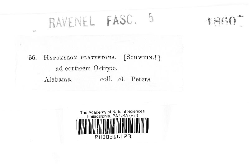 Hypoxylon platystomum image