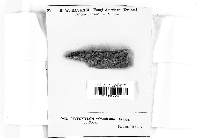 Hypoxylon subiculosum image
