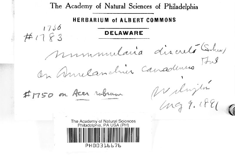 Biscogniauxia marginata image