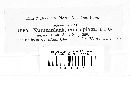 Whalleya microplaca image