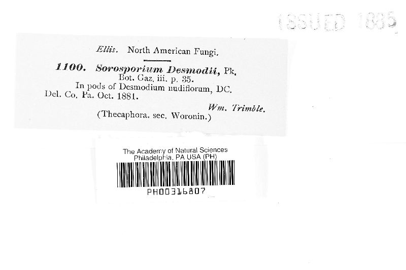 Sorosporium desmodii image