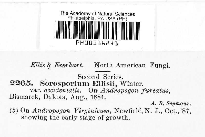 Sorosporium ellisii var. occidentale image
