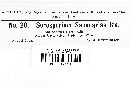 Thecaphora saponariae image