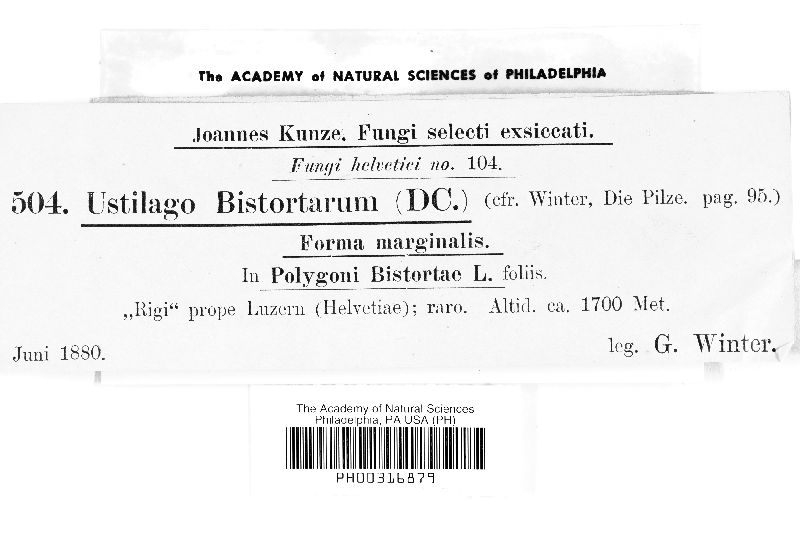 Microbotryum bistortarum image