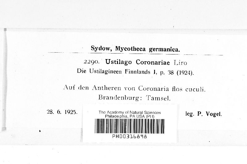 Ustilago coronariae image