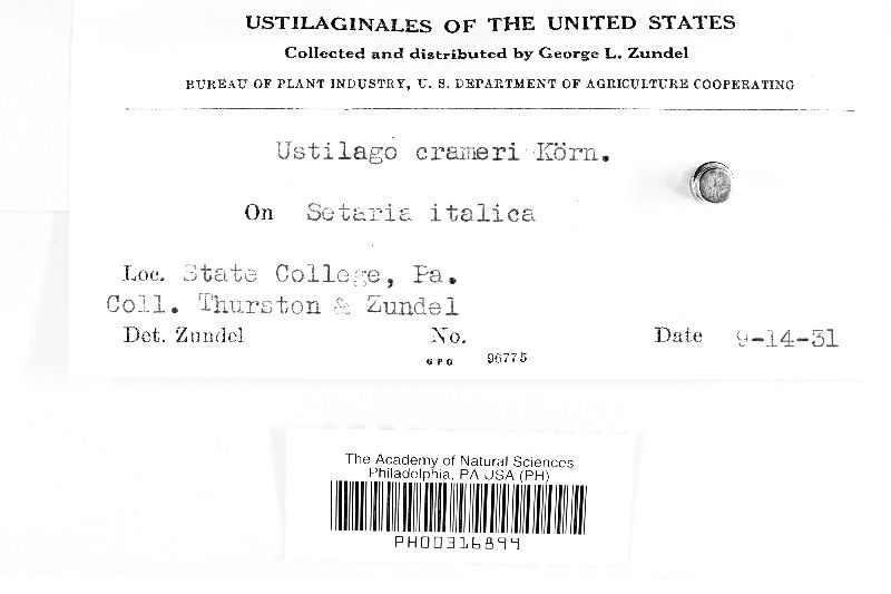 Ustilago crameri image