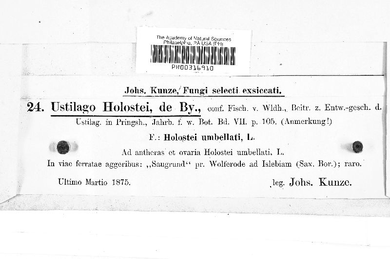 Microbotryum holostei image