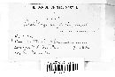 Macalpinomyces neglectus image