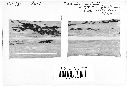 Puccinia kuehnii image