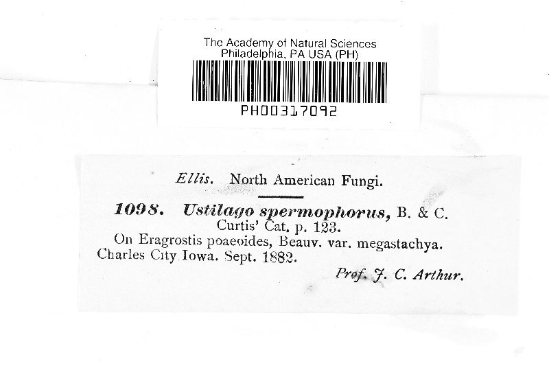Macalpinomyces spermophorus image