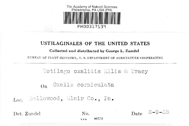 Thecaphora oxalidis image