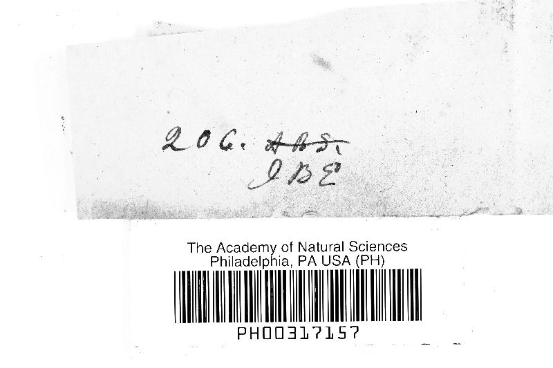 Ustilago rabenhorstiana image