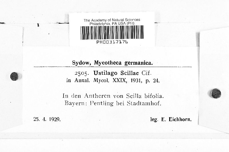 Antherospora scillae image