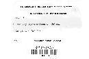 Ustilago syntherismae image