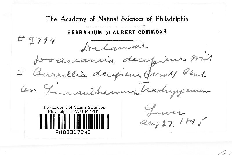 Burrillia decipiens image