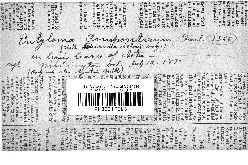 Entyloma compositarum image
