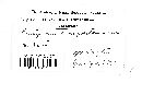 Entyloma compositarum image