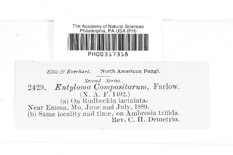 Entyloma compositarum image