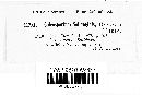 Coleosporium asterum image