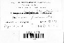 Coleosporium carneum image