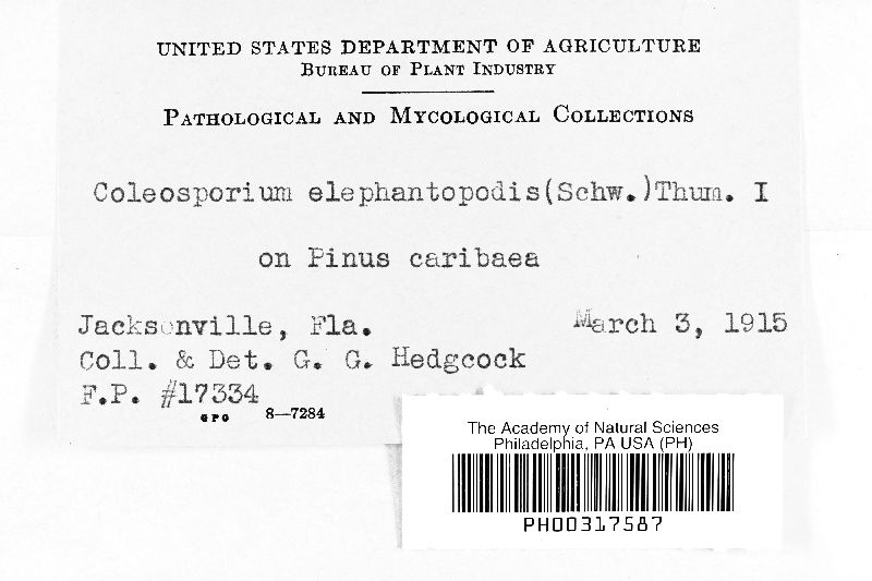 Coleosporium elephantopodis image