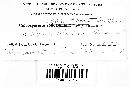 Coleosporium elephantopodis image