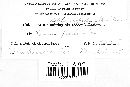 Coleosporium elephantopodis image