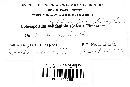 Coleosporium elephantopodis image