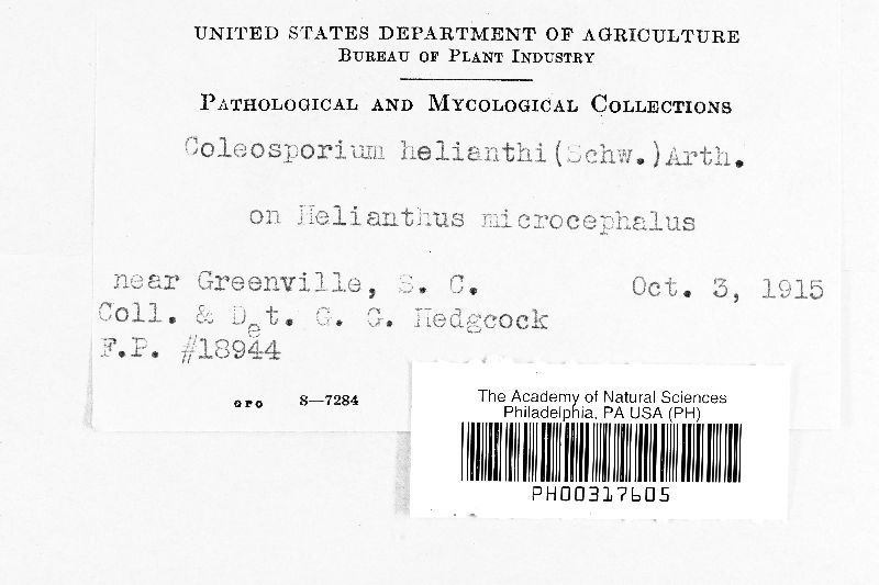 Coleosporium helianthi image