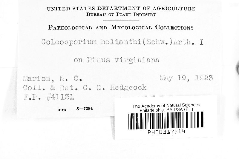 Coleosporium helianthi image